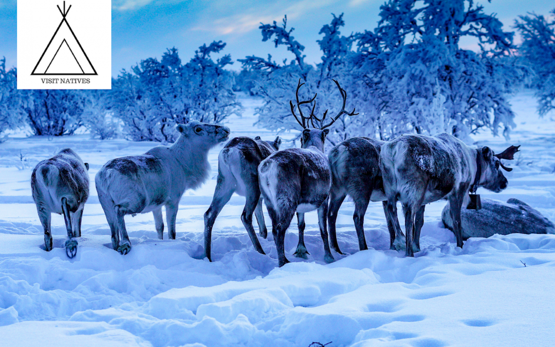 Sàmi Reindeer Spring Migration in Norway