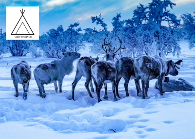 Sàmi Reindeer Spring Migration in Norway