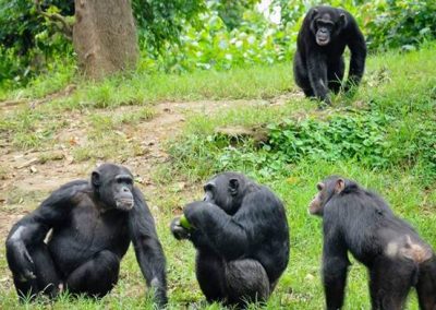 8 DAYS GORILLAS , CHIMPANZEES AND WILDLIFE UGANDA