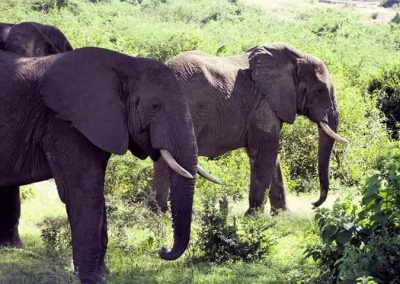 14 DAY UGANDA EXPEDITION