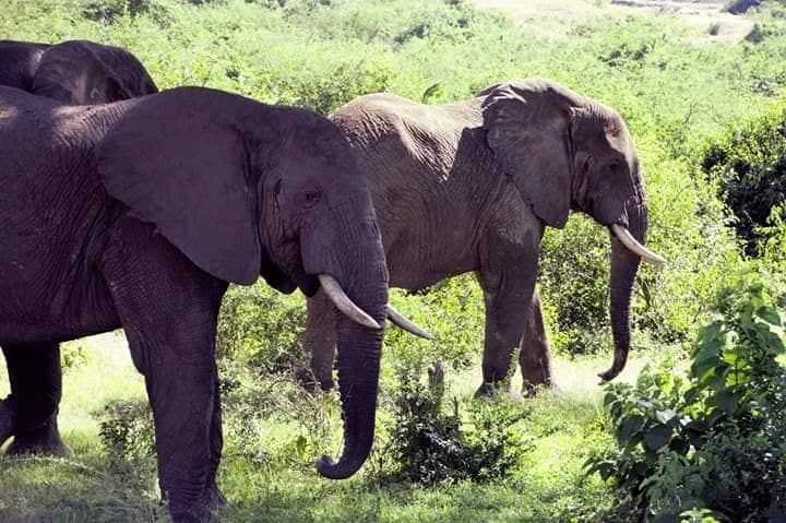 14 DAY UGANDA EXPEDITION