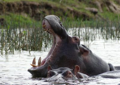 6 DAYS GORILLA AND KING OF THE JUNGLE SAFARI
