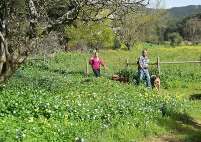 Hiking with Shelter Dogs in Sintra Portugal