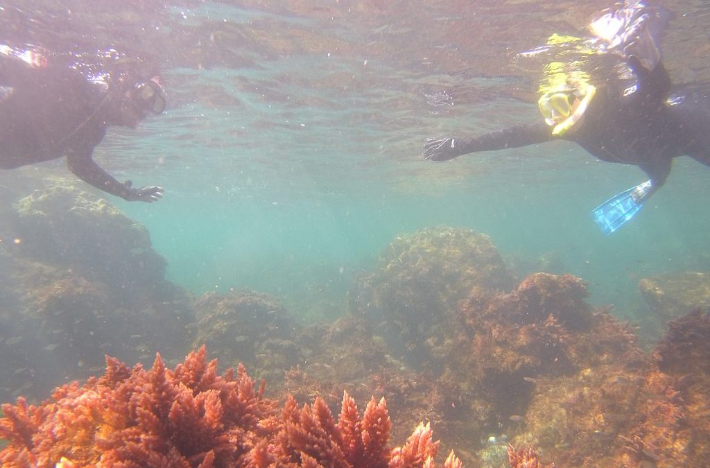 5 Day Island & Ocean Biodiversity Experience on Faial Azores