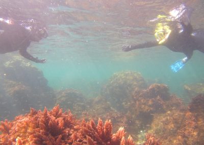 5 Day Island & Ocean Biodiversity Experience on Faial Azores