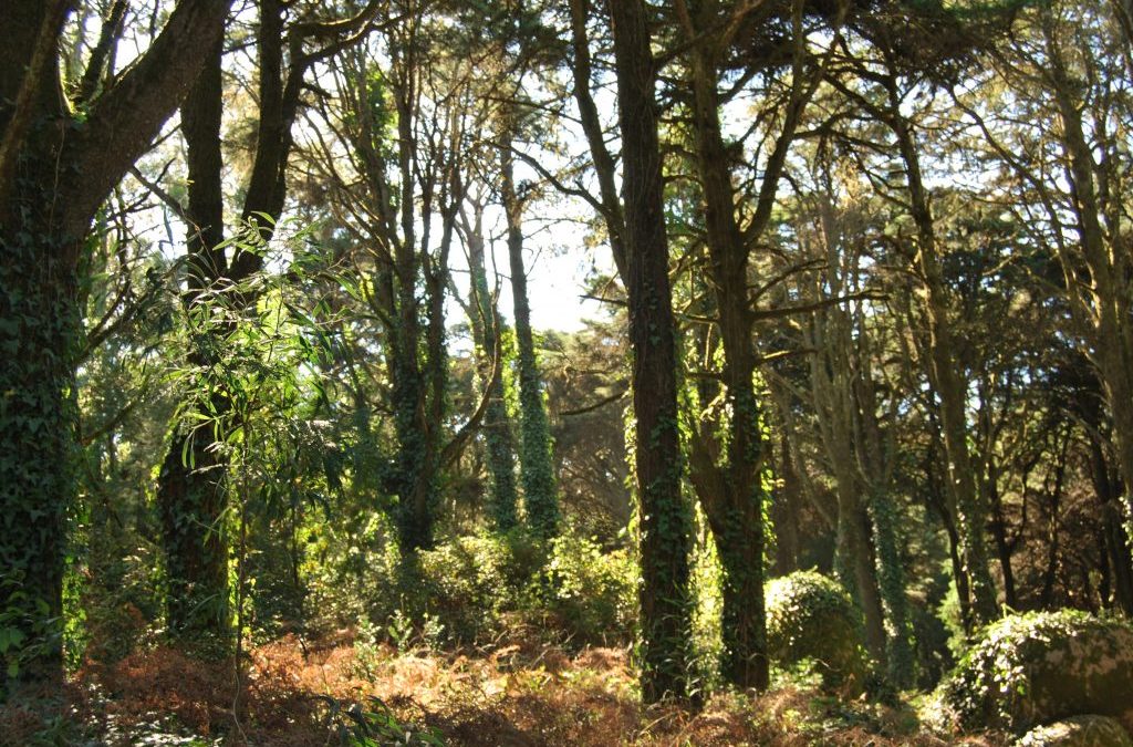 Green Guardians of the Forest