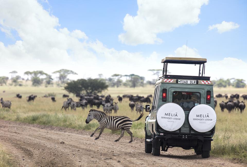 A jeep driving down a road with zebras running past